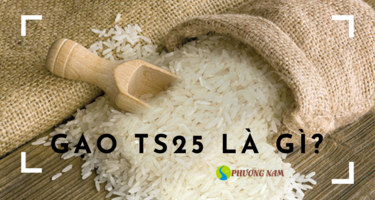 Gạo TS25 là gì ?