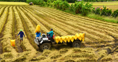 Gạo Việt có thể giữ được vị trí xuất khẩu thứ hai thế giới trong bao lâu?