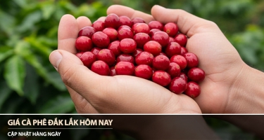 Giá cà phê Đắk Lắk hôm nay 01/08/2026