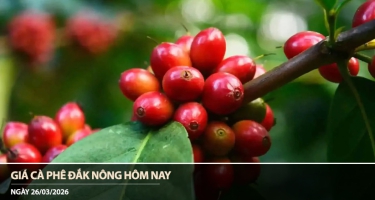 Giá cà phê Đắk Nông hôm nay 26/03/2026