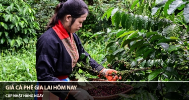 Giá cà phê Gia Lai hôm nay 17/04/2026