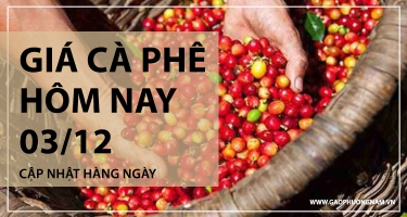 Giá Cà Phê Hôm Nay 03/12/2025: Giảm Liên Tiếp, Thị Trường Chìm Sâu Dưới Mốc 106.000 đồng/kg