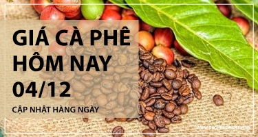 Giá Cà Phê Hôm Nay 04/12/2025: Giảm Phiên Thứ 3 Liên Tiếp, Robusta Lùi Về Sát 4.300 USD/tấn