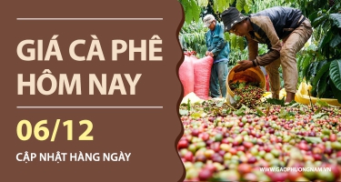 Giá Cà Phê Hôm Nay 06/12/2025: Sàn Quốc Tế Đỏ Lửa, Trong Nước Giữ Mốc 103.000 Đồng/kg