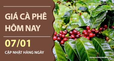 Giá cà phê hôm nay 07/01/2026: Tiến sát mốc 100.000 đồng/kg