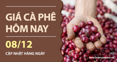 Giá Cà Phê Hôm Nay 08/12/2025: Trong Nước Tăng Nhẹ, Thế Giới Tiếp Tục Chịu Áp Lực Giảm
