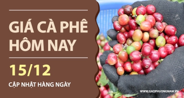 Giá cà phê hôm nay 15/12/2025: Trong nước tiếp tục giảm sâu, giá lùi sát 97.000 đồng/kg