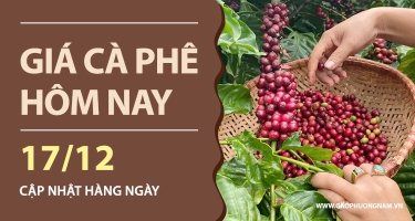 Giá cà phê hôm nay 17/12/2025: Thị trường nội địa đồng loạt giảm sâu