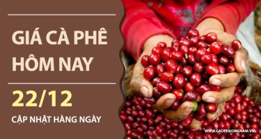 Giá cà phê hôm nay 22/12/2025: Nội địa bật tăng mạnh, lấy lại mốc 91.000 đồng/kg