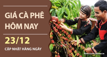 Giá cà phê hôm nay 23/12/2025: Tiếp đà tăng mạnh, tiến sát mốc 93.000 đồng/kg