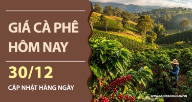 Giá cà phê hôm nay 30/12/2025: Thị trường nội địa hồi phục, tiến sát mốc 98.000 đồng/kg