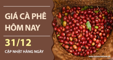 Giá cà phê hôm nay 31/12/2025: Nội địa bật tăng mạnh, tiến sát mốc 98.000 đồng/kg