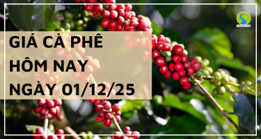 Giá Cà Phê Hôm Nay 01/12/2025: Thị Trường Lặng Sóng, Giao Dịch Ở Mốc 111.000 – 112.300 đồng/kg