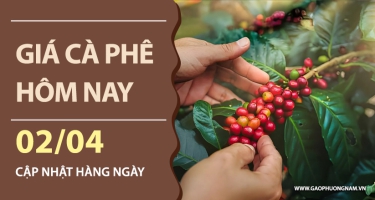 Giá cà phê hôm nay 02/04/2026