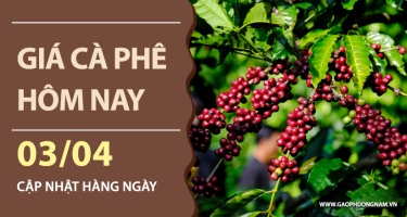 Giá cà phê hôm nay 03/04/2026
