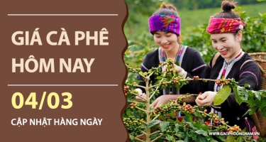 Giá cà phê hôm nay 04/03/2026