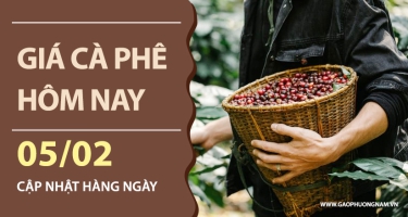 Giá cà phê hôm nay 05/02/2026: Robusta phục hồi kỹ thuật, Arabica vẫn chịu áp lực