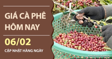 Giá cà phê hôm nay 06/02/2026