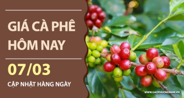 Giá cà phê hôm nay 07/03/2026 