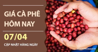 Giá cà phê hôm nay 07/04/2026