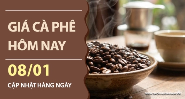 Giá cà phê hôm nay 08/01/2026: Sau nhịp tăng nóng, thị trường quay đầu giảm