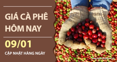 Giá cà phê hôm nay ngày 09/01/2026: Thị trường nội địa điều chỉnh nhẹ