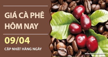 Giá cà phê hôm nay 09/04/2026