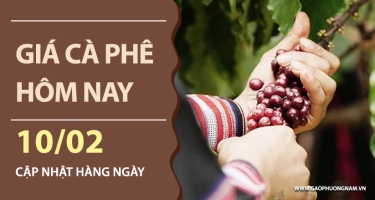 Giá cà phê hôm nay 10/02/2026