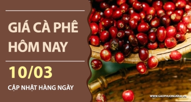 Giá cà phê hôm nay 10/03/2026