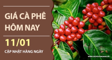 Giá cà phê hôm nay 11/01/2026: Giao dịch chậm lại, giá giảm 700 – 1.000 đồng/kg so với tuần trước