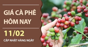 Giá cà phê hôm nay 11/02/2026: Thị trường nội địa quay đầu giảm 1.000 đồng/kg