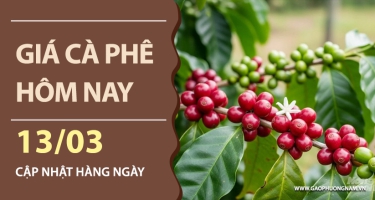Giá cà phê hôm nay 13/03/2026