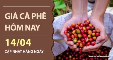 Giá cà phê hôm nay 14/04/2026