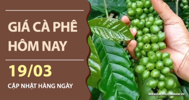 Giá cà phê hôm nay 19/03/2026