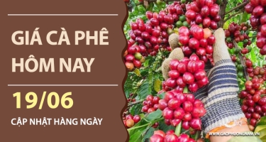 Giá cà phê hôm nay 19/06/2026