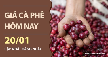 Giá cà phê hôm nay 20/01/2026: Giá nội địa áp sát mốc 100.000 đồng/kg