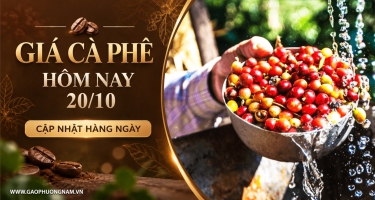 Giá cà phê hôm nay 20/10/2026