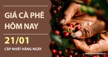 Giá cà phê hôm nay 21/01/2026: Thị trường quay đầu giảm mạnh, mốc 100.000 đồng/kg lùi xa