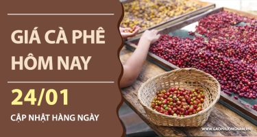 Giá cà phê hôm nay 24/1: Nội địa bật tăng, vượt mốc 101.000 đồng/kg