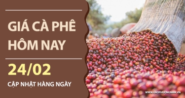 Giá cà phê hôm nay 24/02/2026