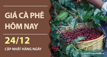 Giá cà phê hôm nay ngày 24/12/2025: Bứt phá mạnh, tái lập mốc 95.000 đồng/kg