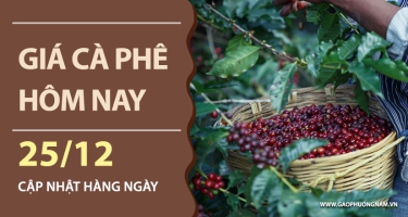 Giá cà phê hôm nay ngày 25/12/2025: Nội địa tăng tốc, chạm mốc 97.000 đồng/kg