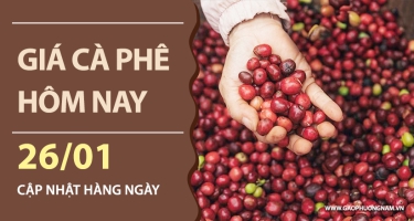 Giá cà phê hôm nay 26/01: Nội địa giữ vững đỉnh 101.000 đ/kg