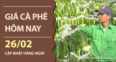 Giá cà phê hôm nay 26/02/2026