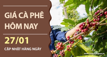 Giá cà phê hôm nay 27/01/2026: Tây Nguyên tăng mạnh, Đắk Nông dẫn đầu