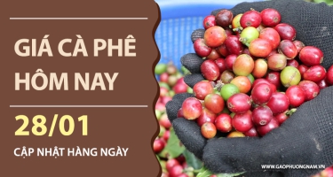 Giá cà phê hôm nay 28/01/2026: Nội địa tiếp tục leo thang, tiến sát mốc 102.500 đồng/kg
