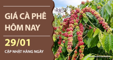 Giá cà phê hôm nay 29/01/2026: Thị trường giá nội địa giảm sâu 700 – 1.000 đồng/kg