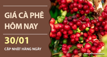 Giá cà phê hôm nay 30/01/2026: Thị trường phân hóa, giá neo cao tại Tây Nguyên