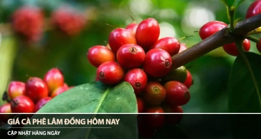 Giá cà phê Lâm Đồng hôm nay 30/07/2026