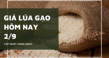 Giá lúa gạo hôm nay ngày 02/9/2023: thị trường lúa gạo duy trì ổn định